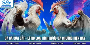 Đá Gà Cựa Sắt - Lý Do Loại Hình Được Ưa Chuộng Hiện Nay